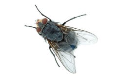Grande mouche à viande Images libres de droits Grande mouche à viande Images libres de droits