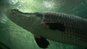 Grande nuoto grigio sopra la macchina fotografica, colpo di arapaima del luccio di angolo basso archivi video Grande nuoto grigio sopra la macchina fotografica, colpo di arapaima del luccio di angolo basso archivi video