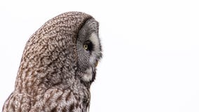 Grande perfil cinzento do ` s no branco Imagem de Stock Royalty Free Grande perfil cinzento do ` s no branco Imagem de Stock Royalty Free