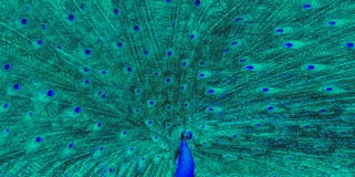 Grande piuma di verde blu del pavone fotografia stock Grande piuma di verde blu del pavone fotografia stock