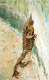 Grande rana. fotografie stock libere da diritti Grande rana. fotografie stock libere da diritti