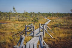 Grande sentiero costiero della palude di Kemeri, parco nazionale di Kemeri, Lettonia immagini stock libere da diritti Grande sentiero costiero della palude di Kemeri, parco nazionale di Kemeri, Lettonia immagini stock libere da diritti