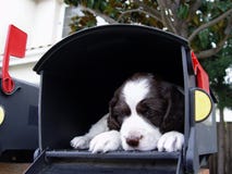 Grande surprise dans le courrier Photo stock Grande surprise dans le courrier Photo stock