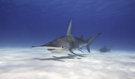 Grande tubarão de Hammerhead fotografia de stock Grande tubarão de Hammerhead fotografia de stock
