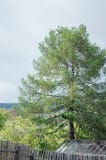 Grande árvore no jardim imagens de stock Grande árvore no jardim imagens de stock