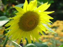 Grandes fleurs vibrantes d'un tournesol dans les domaines un jour d'été ! image libre de droits Grandes fleurs vibrantes d'un tournesol dans les domaines un jour d'été ! image libre de droits