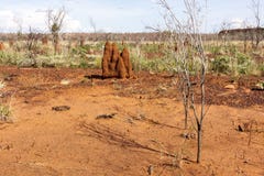 Grandes fourmilières de termite L'Australie, à l'intérieur, territoire du nord photo libre de droits Grandes fourmilières de termite L'Australie, à l'intérieur, territoire du nord photo libre de droits