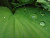 Grandes gouttes de pluie transparentes sur les feuilles vertes du centre serveur photo libre de droits Grandes gouttes de pluie transparentes sur les feuilles vertes du centre serveur photo libre de droits