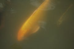 Grandes peixes amarelos em uma lagoa imagem de stock royalty free Grandes peixes amarelos em uma lagoa imagem de stock royalty free