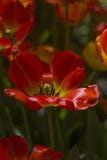 Grandes tulipas vermelho-amarelas iluminadas pelo sol brilhante da mola fotografia de stock Grandes tulipas vermelho-amarelas iluminadas pelo sol brilhante da mola fotografia de stock
