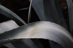 Grandi foglie di una pianta di vera dell'aloe immagine stock libera da diritti Grandi foglie di una pianta di vera dell'aloe immagine stock libera da diritti