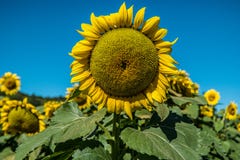 Grandi girasoli nel giacimento del girasole immagine stock Grandi girasoli nel giacimento del girasole immagine stock