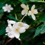 Grandiflorum del Jasminum, también conocido diverso como el jazmín español, jazmín real, jazmín catalán foto de archivo Grandiflorum del Jasminum, también conocido diverso como el jazmín español, jazmín real, jazmín catalán foto de archivo