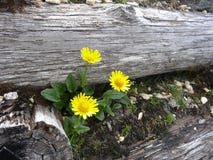 Grandiflorum do Doronicum imagem de stock Grandiflorum do Doronicum imagem de stock