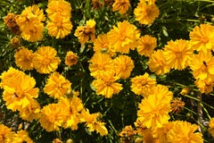 Granduflora Coreopsis στοκ φωτογραφία Granduflora Coreopsis στοκ φωτογραφία