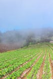Granja de la plantación de la terraza de la fresa con niebla fotografía de archivo libre de regalías Granja de la plantación de la terraza de la fresa con niebla fotografía de archivo libre de regalías
