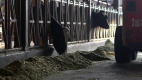 Granjero de lechería que conduce el tractor en establo moderno Trabajo campesino con ganado almacen de metraje de vídeo Granjero de lechería que conduce el tractor en establo moderno Trabajo campesino con ganado almacen de metraje de vídeo