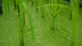 grano del mare della pianta acquatica del nymphenburg della Baviera di Monaco di Baviera del giardino botanico immagine stock libera da diritti grano del mare della pianta acquatica del nymphenburg della Baviera di Monaco di Baviera del giardino botanico immagine stock libera da diritti