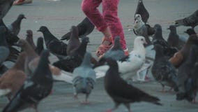 Grano del peck de las palomas en el cuadrado Tiroteo lento de la tierra Palomas en el sol Grano del peck de las palomas en el cuadrado Tiroteo lento de la tierra Palomas en el sol