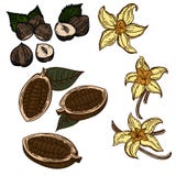 Granos de cacao, vainilla, avellanas aisladas en blanco ilustración del vector Granos de cacao, vainilla, avellanas aisladas en blanco ilustración del vector