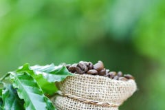 Granos de caf? en bolso/caf? asado en saco con la hoja verde en la tabla y la naturaleza de madera por la ma?ana foto de archivo Granos de caf? en bolso/caf? asado en saco con la hoja verde en la tabla y la naturaleza de madera por la ma?ana foto de archivo
