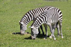 Grant zebra, Equus kwaga Boehme wyróżniających lampasy obrazy stock Grant zebra, Equus kwaga Boehme wyróżniających lampasy obrazy stock