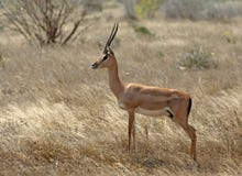 Grantgazelle Grant, s gazela, ', Nanger granti zdjęcie stock Grantgazelle Grant, s gazela, ', Nanger granti zdjęcie stock