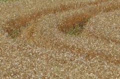 Granulo nei campi Orecchie di maturazione Raccolto e grano in farina poderi immagini stock Granulo nei campi Orecchie di maturazione Raccolto e grano in farina poderi immagini stock