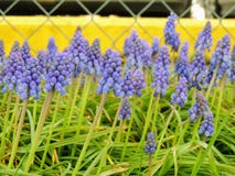 Grape hyacinth Muscari armeniacum flowering in early spring. Macro of blue Muscari flower meadow with yellow curb and chain link f royalty free stock images Grape hyacinth Muscari armeniacum flowering in early spring. Macro of blue Muscari flower meadow with yellow curb and chain link f royalty free stock images