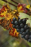 Grape In Vineyeard Stock Photo