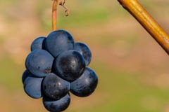 Grape in late autumn hanging in the sun stock images Grape in late autumn hanging in the sun stock images