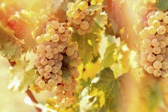 Grape Riesling (wine Grape) In Vineyard Royalty Free Stock Images