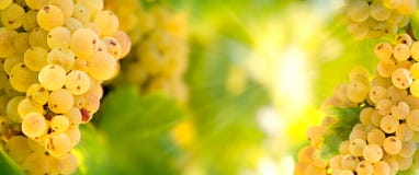 Grape Riesling Wine Grape On Grapevine In Vineyard - On Grapevine Royalty Free Stock Photo