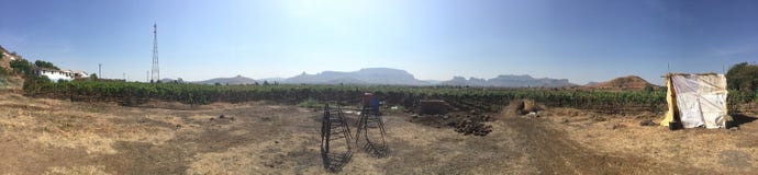 Grape vineyard plantation royalty free stock photo Grape vineyard plantation royalty free stock photo