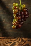 grapefruits zdjęcia stock grapefruits zdjęcia stock