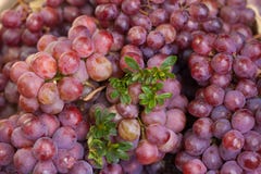 grapefruits obrazy royalty free grapefruits obrazy royalty free
