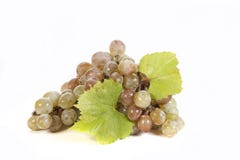 grapefruits obrazy royalty free grapefruits obrazy royalty free
