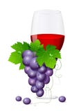 Grapes Stock Images
