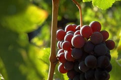 Grapes Royalty Free Stock Photography