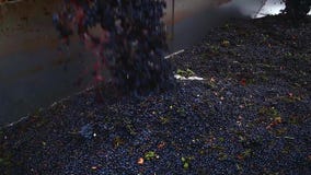 Grapes being unloaded at vineyard. Grapes being unloaded at vineyard.