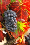 Grapes For Winemaking Stock Photo
