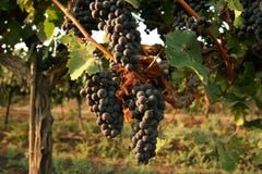 Grapes In The Vineyard Royalty Free Stock Photography