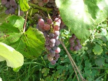 Grapes On Vine Royalty Free Stock Photography