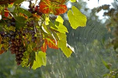 Grapes and spider web stock photos Grapes and spider web stock photos