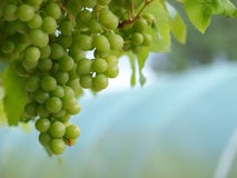Grapes on Vine Landscape stock photography Grapes on Vine Landscape stock photography