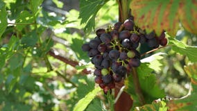 Grapes violet stock image Grapes violet stock image