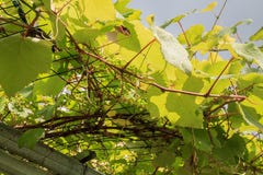 grapevine imagens de stock royalty free grapevine imagens de stock royalty free