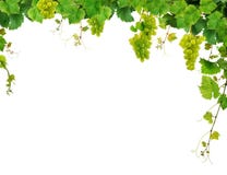 Grapevine border with grapes