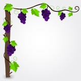 Grapevine frame royalty free illustration Grapevine frame royalty free illustration