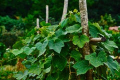 Grapevine on trellis. stock image Grapevine on trellis. stock image